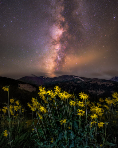 Tenmile Range Wildflower Milky Way