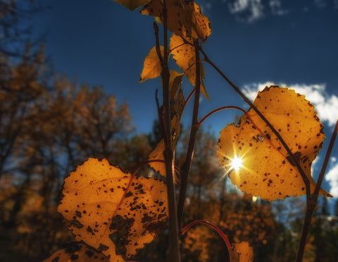 Sun Flare Leaf